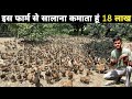 फलों के बाग में Free Range Duck Farming | बत्तख पालन | Duck Farming Business Plan | 