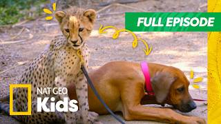 unlikely animal friends full episode zany zoo duos nat geo
