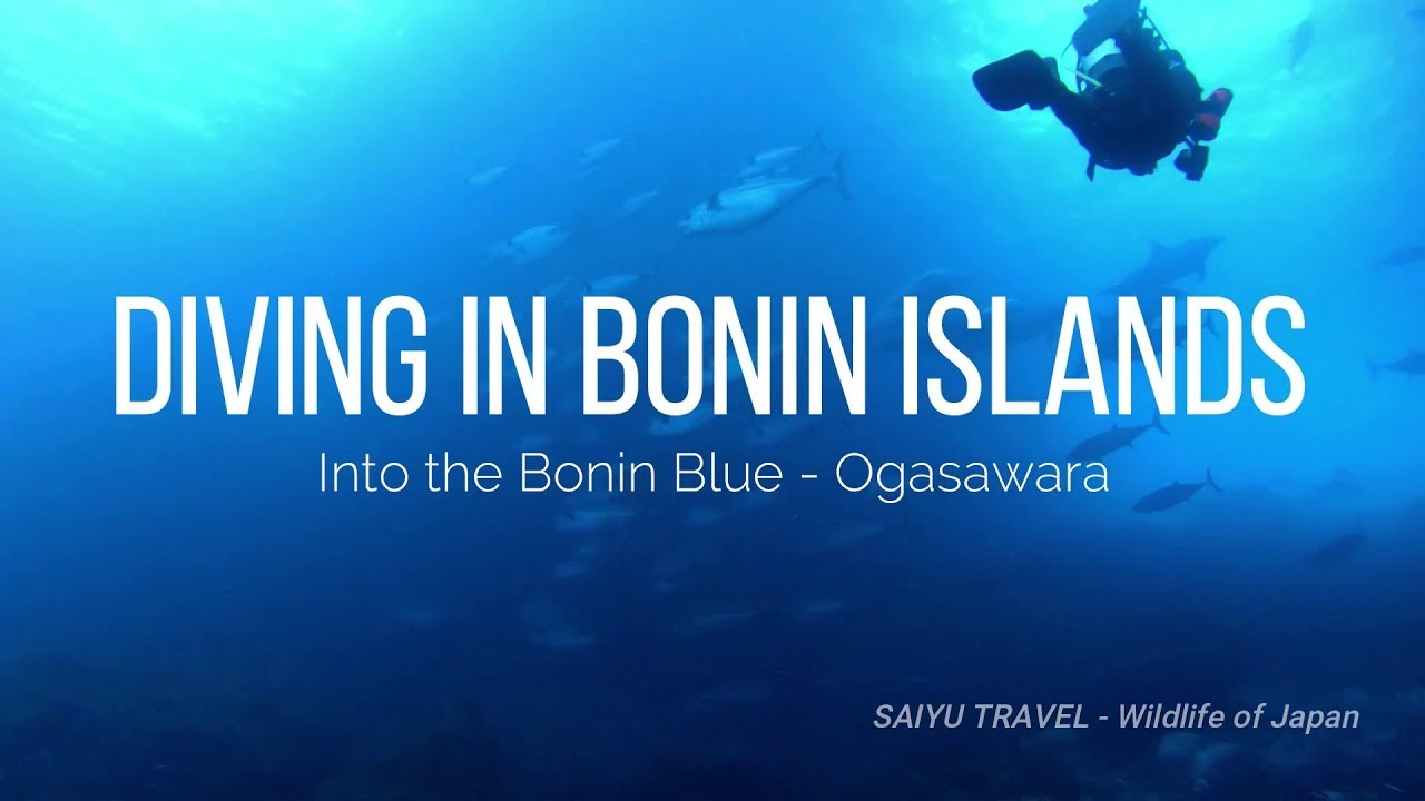 小笠原諸島 ワイルドライフ Wildlife 世界の野生動物観察日記