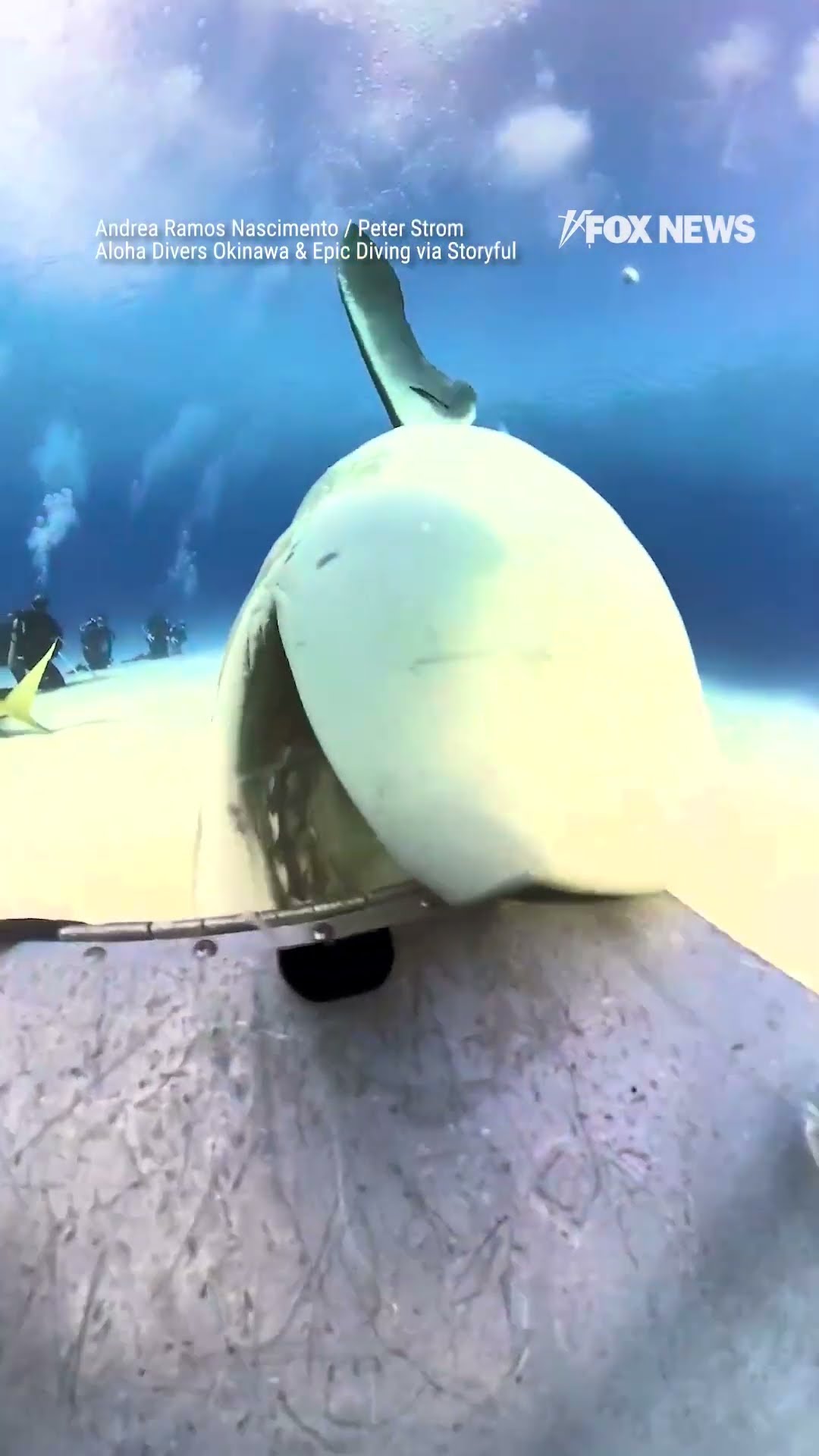 Shark mistakes camera for food in wild video