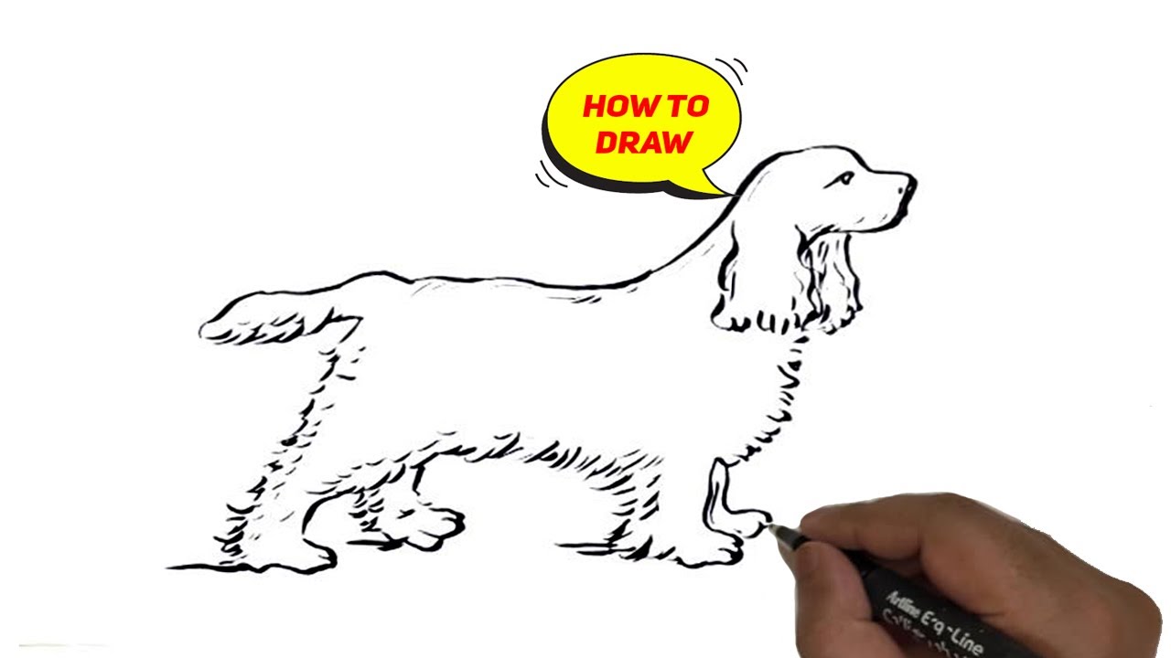 How to draw English Cocker Spaniel dog. - YouTube