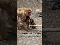 すぐ逃げちゃう赤ちゃん。 The Baby That Keeps Running Away #monkey #zoo #市川市動植物園