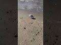 スマホで撮れるミユビシギ #short