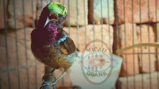 Keren!! Burung Kolibri Ninja Gacor Isian Unik