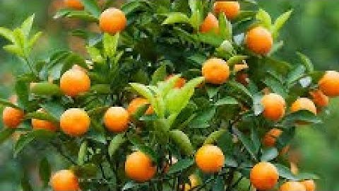 Bí quyết làm cây tắc ra hoa, trái đầy cây,từng bước chi tiết, dễ dàng,sau mùa Đông,đem ra từ nhà xe.