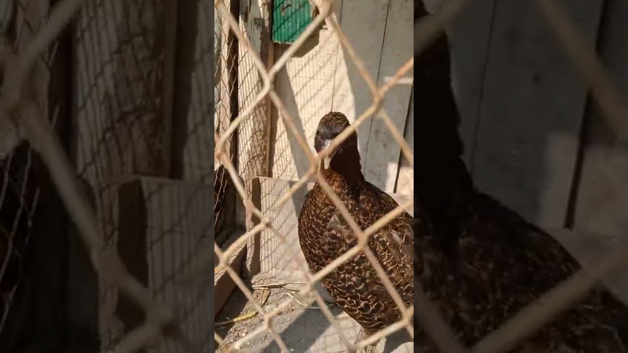 female pheasant calling