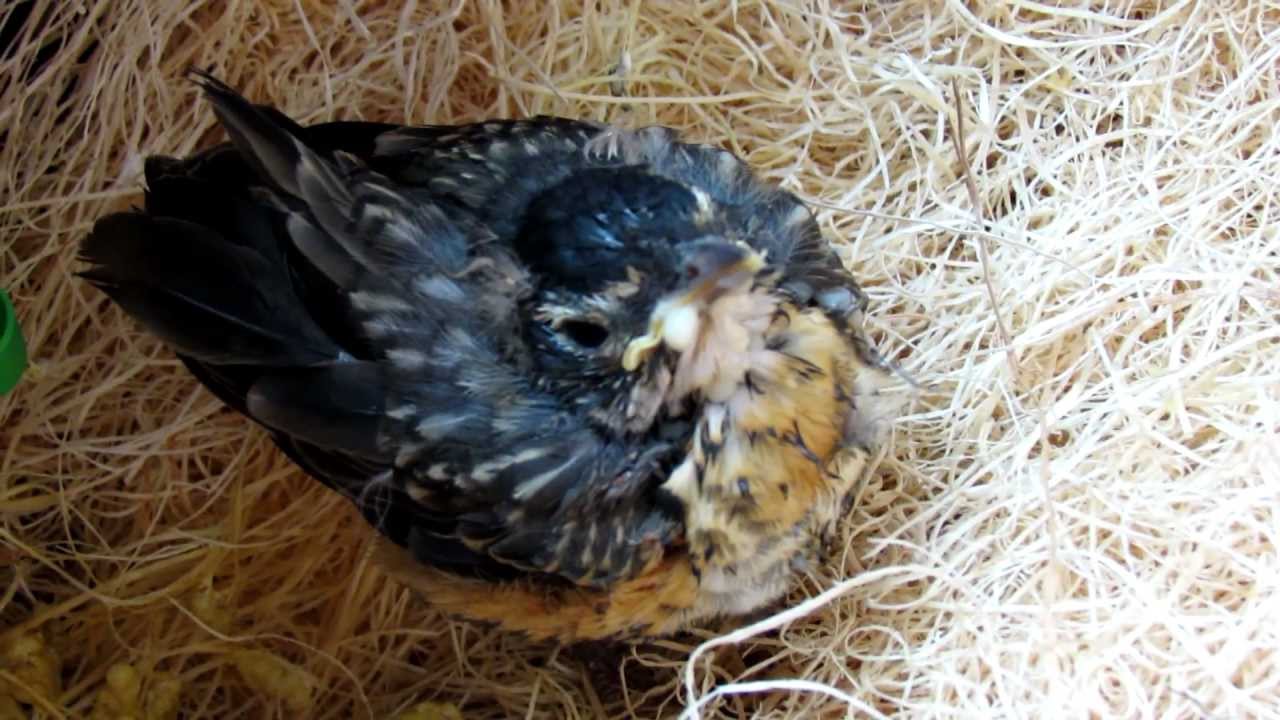 how to feed a wild baby bird