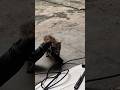 #cat #ai #studywithmeandmycat #kitten #whowillbemylifepartnerta #cute #cutecat #funny #pets #kucing