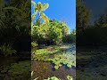 🦩💧Flamingo Lagoon &amp; Waterfall at Everglades Wonder Gardens | Bonita Springs, Florida | 2026🌿🌺#birds