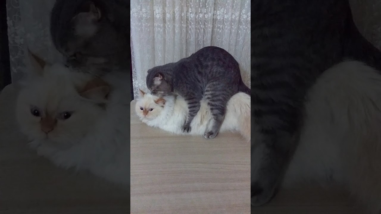 Scotish Fold Ve Chincilla Kedi Ciftlesmesi Evde Kedi Ciftlestirme Youtube