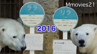 Polar Bears 円山ホッキョクグマ個体紹介2016