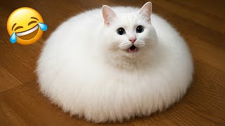 Funny Cat Moments That Made Me Laugh|Cute Cat Videos |cat sounds screenshot 3