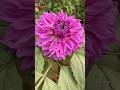 Beautiful dahlia flowers/ Dahlia pinnata