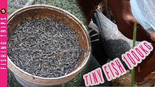 Survival Skills: Homemade Fish Traps Using Mosquito Net Fishing Trips Catch Tiny Fish A Lot