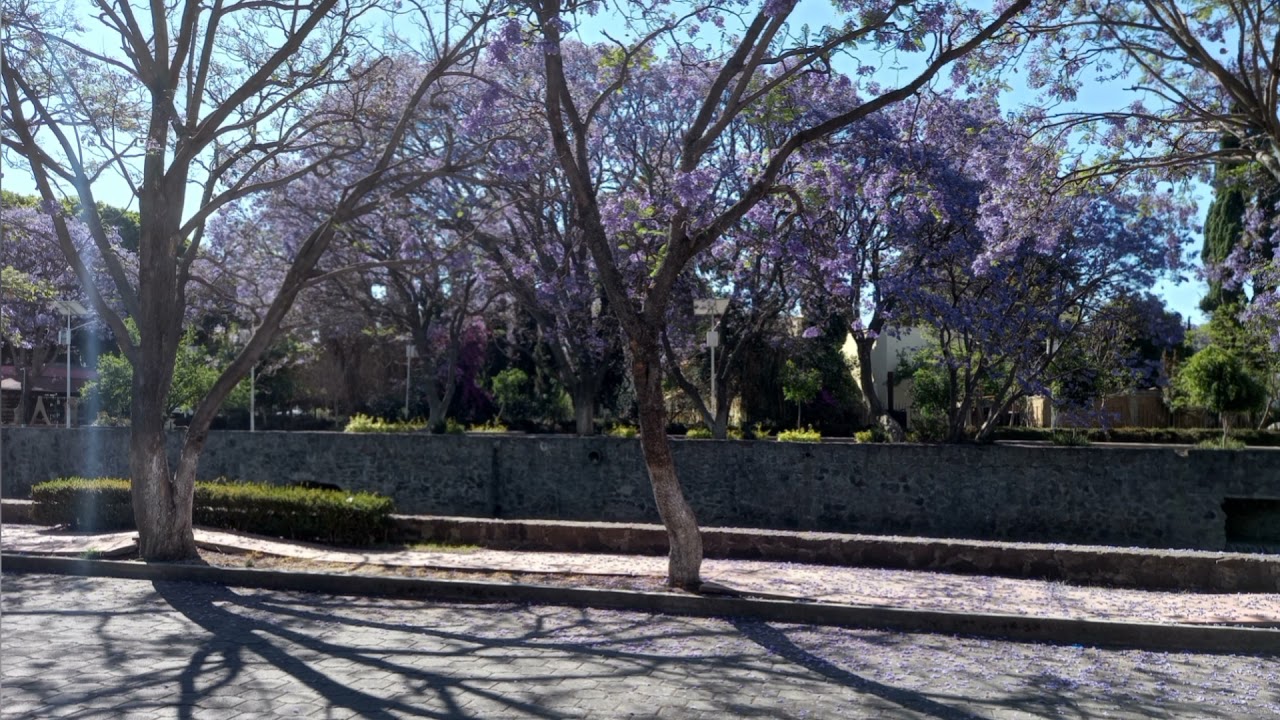 Novio Te Ayuda Con tu Ataque de Ansiedad😖// ASMR // AÉREA🍒