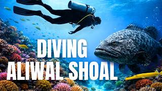 Diving Aliwal Shoal - Scottburgh Day 1 Adventure Part 1