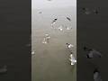 #youtubeshorts #birds