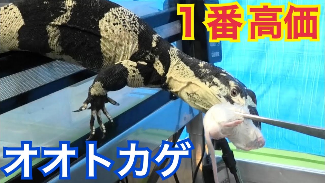 トカゲ The most expensive monitor lizard you can buy in Japan! Lace