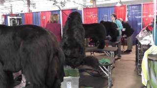 Different breeds of dogs\Разные породы собак Different breeds of dogs\Разные породы собак