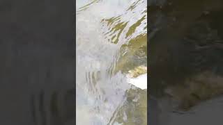 Young Saugeye (Walleye x Sauger Hybrid) Catch and Release