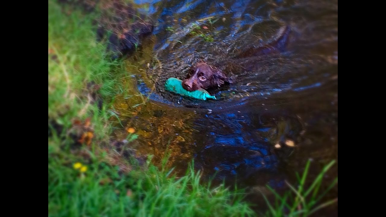 Cocker Spaniel Gundog Training - Retrieve across a river