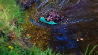Cocker Spaniel Gundog Training - Retrieve across a river