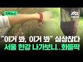 [자막뉴스] "이거 봐, 이거 봐" 심상찮다…서울 한강 나가보니 '화들짝' / JTBC News