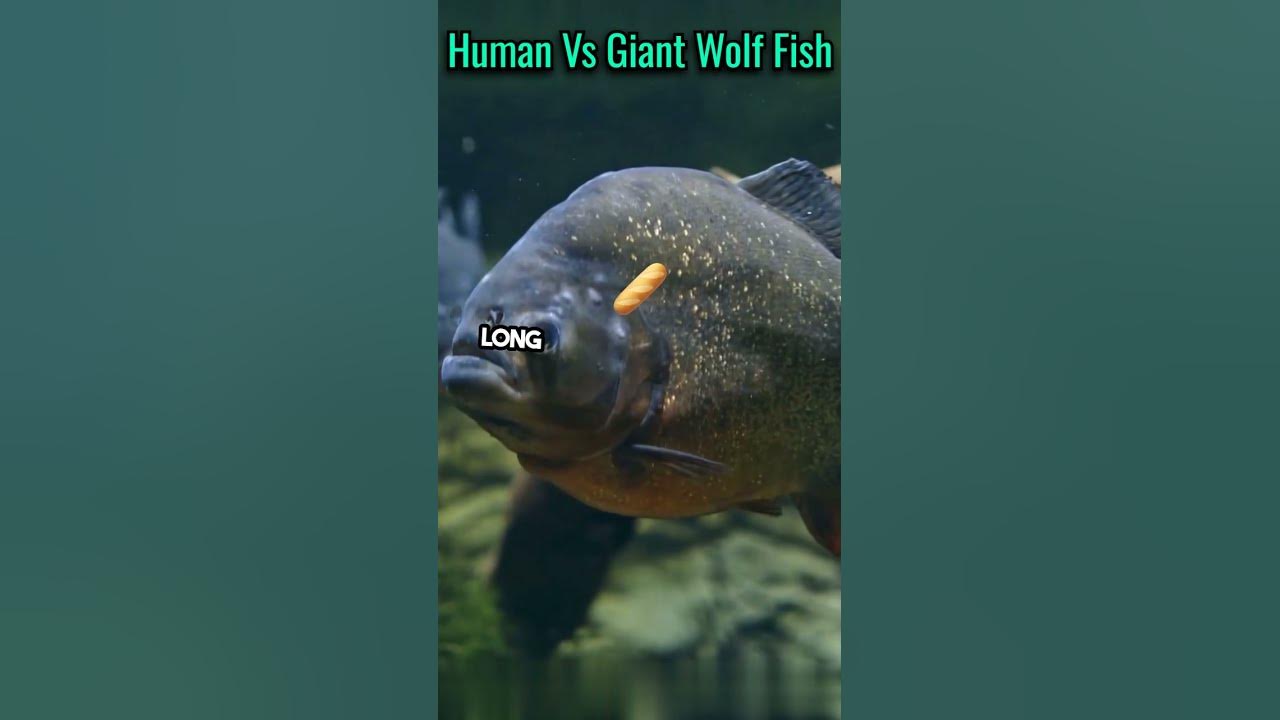 can-a-human-beat-a-giant-wolf-fish-shorts-science-facts-youtube
