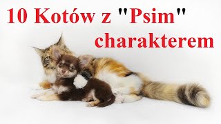 10 Kotów z Psim charakterem by Ciekawski jak Polak 4,871 views 1 month ago 14 minutes, 14 seconds