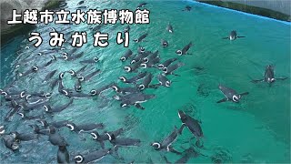 上越市立水族博物館 うみがたり】 ペンギンのエサやり体験の様子