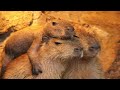 Capybaras