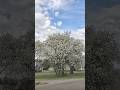 Springtimeish in Tennessee! #nashville #murfreesboro #driving