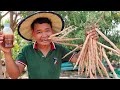 Healthy Food - Pick Up Fresh Moringa Fruit for Frying and Eating - Natural Drumstick Tree in Village