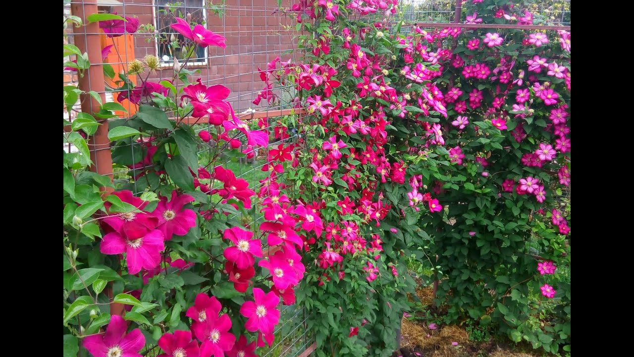 Клематисы на подпорной стенке и ирга, которую защитили от птиц (продолжение)