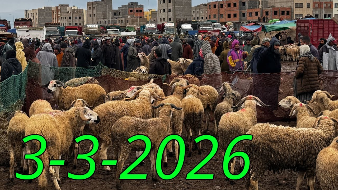 اتمنة الحولي العيد الاضحى 2026 بثلاث سيدي بنور 3_3_