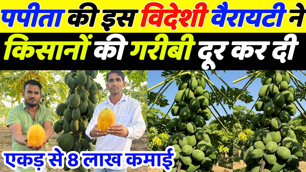एक एकड़ से 8 लाख कमाई पपीता खेती से | Papita ki kheti | Papita ki kheti kaise kare | Papaya farming 