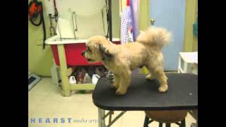 Deco Dogs Daycare Dover NH 03820