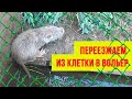 Нутрии меняют клетку на вольер. С новосельем.