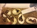 Ball python hatchling crawling out of egg @ Queen City Constrictors