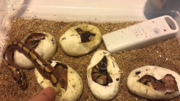 Ball python hatchling crawling out of egg @ Queen City Constrictors