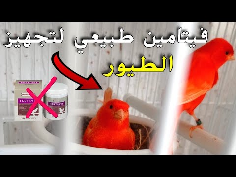 بديل فيرتي فيت طبيعي لتجهيز كل أنواع الطيور و زيادة الخصوبة 