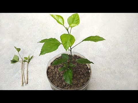 Video: Hibiscusvarianter för Zon 8 - Hur man tar hand om Zon 8 Hibiscus