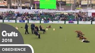 Inter-Regional Obedience - Class A Stays | Crufts 2018