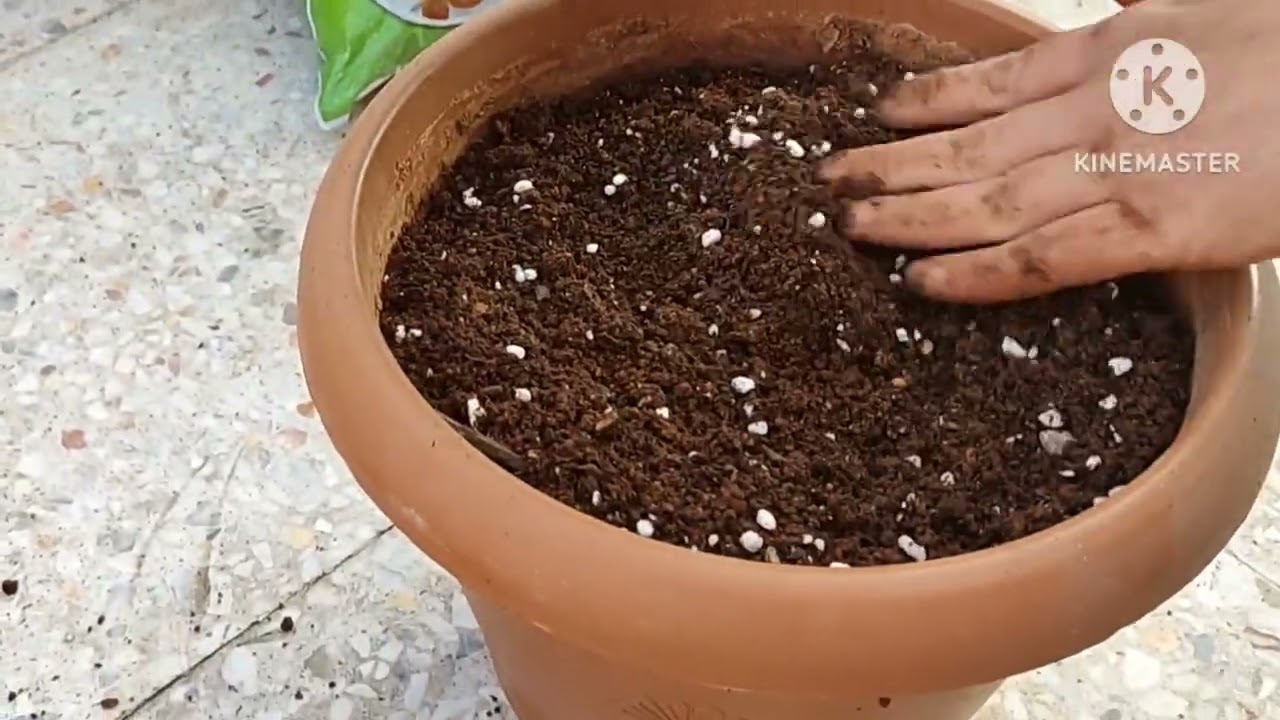 Karanfil çoğaltma#Karanfil budama#Toprak karısımı#Karanfil ekimi