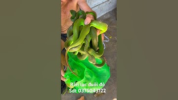 Cao thủ bắt rắn lục đuôi đỏ cực độc  liều mạng nhất là đây