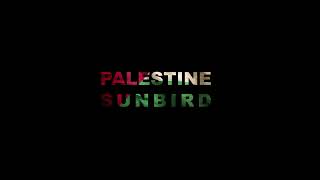 Palestine Sunbird | John Spillane