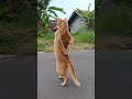 Attitude on Four Paws😸 #FelineAntics #PetEntertainment #ViralMoments #DailyLaughs
