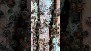 Apiculture