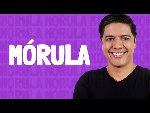 Vídeo: Quantas células tem a mórula humana?