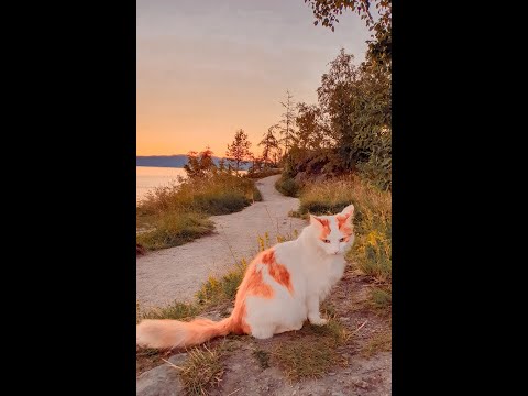 #short A Cute Cat Needs More Attention